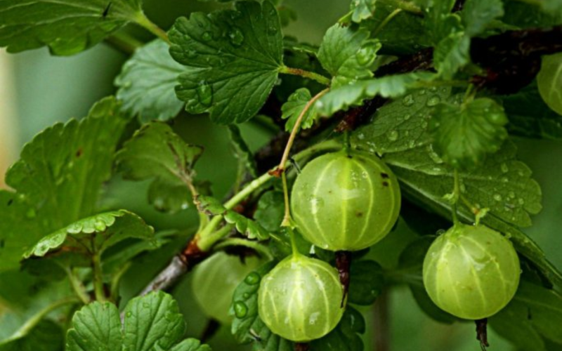 INDIAN GOOSEBERRY (AMLA) – NOT JUST GOOD FOR YOUR HAIR, BUT SKIN TOO ...